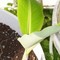 Plants and seeds