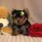 Yorkie Puppies