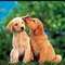 Puppy Dog Training Class