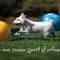 Treibball Dog Training Class