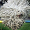 Dog Agility Class