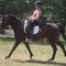Dressage Lessons