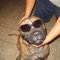 bullmastiff male
