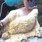 Shearing