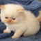 CFA reg Persian and Himalayan Kittens