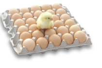 hatching eggs