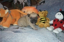 AKC Bullmastiff Puppies