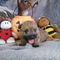 APRI Cairn Terrier Puppies