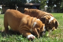12 weeks old english bulldog puppies for free adoption