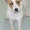 cute, wirehaired white terrier
