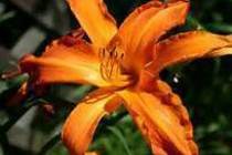 Orange Day Lilies
