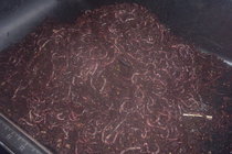 Red Worms