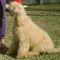CKC LABRADOODLE PUPPIES
