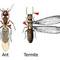 Get Your Professional TERMITE TREATMENT in 765 / 812 INDIANA