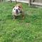 English Bulldog