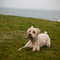 Pet Photographer
