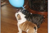 Cute......and lovely English bulldog puppies for adoption