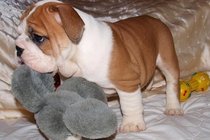 Adorable English bulldog puppies for Free adoption