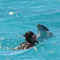 Swim with Wild Dolphins