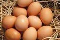 Fresh Free Range Chicken Eggs