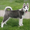 pets beautiful blue eyes siberian husky puppies available