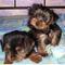 Male and Female Tea-Cup Yorkie for Home