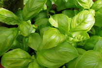 Fresh Basil