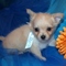 Cute AKC Chihuahua Puppy for Adoption - 13 Weeks Old