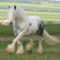 Piebald Gypsy Vanner Gelding