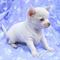 Three little baby chihauhau puppies available