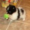 Lovely Pomeranian puppies for adoption