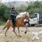 Horseback Riding Lessons/Training/Peruvian Horses