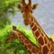 African Photos