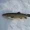 World Class Fishing guide