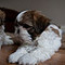 3 lovely shih tzu puppies for adoption.