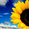 Internet Advertising on website