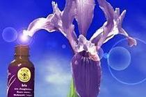 Flower Essence consultation for you or your pet