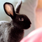 Pet sitting (house rabbits)