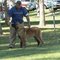 Dog training