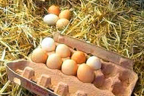 eggs