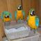 blue and Gold macaw parrots