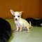 Lovely Chihuahuas for Sale